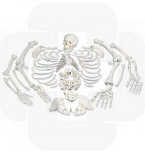 Modelo anatómico Esqueleto completo desarticulado