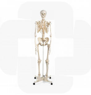 Modelo anatómico Esqueleto Stan A10, sobre apoio de 5 pés de rodinha