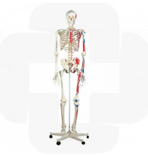 Modelo anatómico Esqueleto Max A11 com representação dos músculos, em suporte de metal com 5 rolos