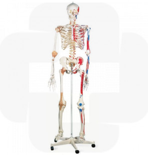 Modelo anatómico Esqueleto Sam A13 - versão de luxo em suporte de metal com 5 rolos
