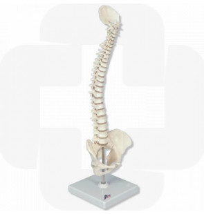 Modelo anatómico Articulação da coluna vertebral