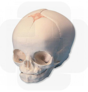 Modelo anatómico Crânio de feto