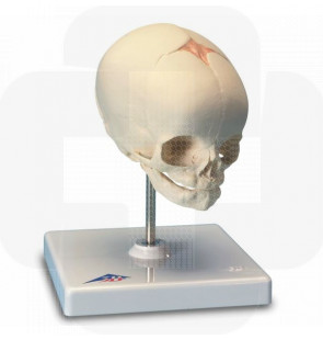Modelo anatómico Crânio de feto montado sobre um suporte