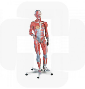 Modelo anatómico Figura muscular masculina e feminina 45 partes