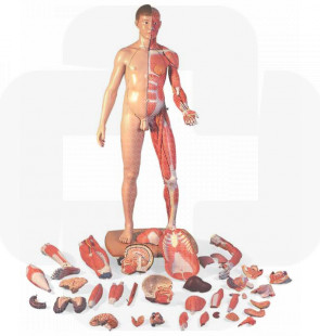 Modelo anatómico Corpo inteiro masculino e feminino com 39 peças