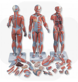 Modelo anatómico Figura muscular masculina e feminina e órgãos internos 33 partes