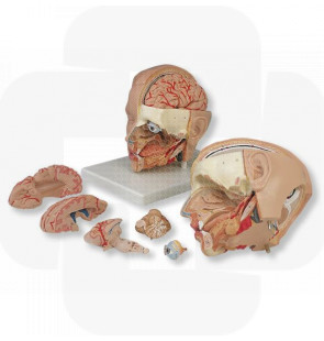 Modelo anatómico Modelo de cabeça de luxo 6 partes