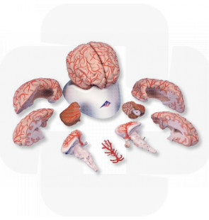 Modelo anatómico Cérebro com artérias 9 partes