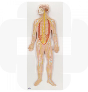 Modelo anatómico Sistema nervoso, 1/2 do tamanho natural