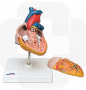 Modelo anatómico Coração clássico 2 partes