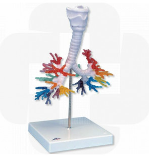 Modelo anatómico Modelo de TC de árvore brônquica e laringe