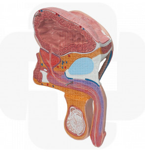 Modelo anatómico Pélvis masculina 2 partes
