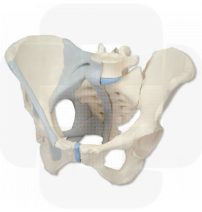 Modelo anatómico Pélvis feminina com ligamentos 3 partes
