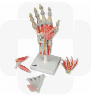 Modelo anatómico Esqueleto da mão com ligamentos e músculos