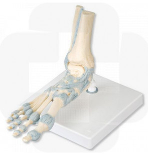 Modelo anatómico Esqueleto do pé com ligamentos