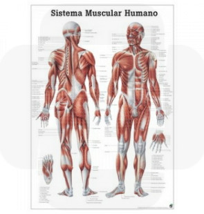 Poster 70x100cm do sistema muscular