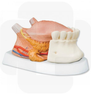 Modelo anatómico Modelo de língua, 2.5 x tamanho natural 4 partes