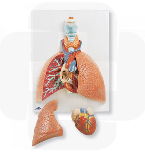 Modelo anatómico Modelo de pulmão 5 partes