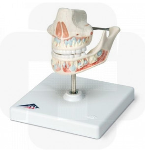 Modelo anatómico Dentição de leite