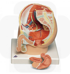 Modelo anatómico Aparelho reprodutor masculino