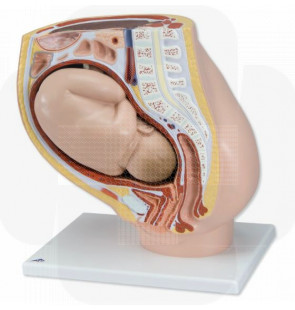 Modelo anatómico Pélvis com gravidez 2 partes