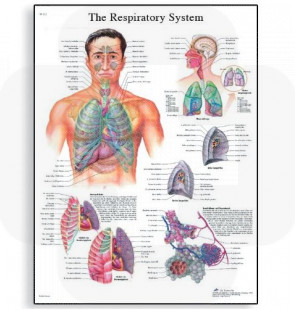 Póster O Sistema Respiratório