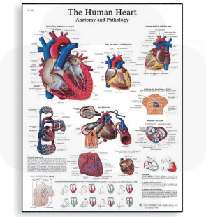 Póster O Coração Humano - Anatomia e Fisiologia