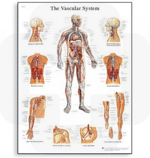 Póster O Sistema Vascular