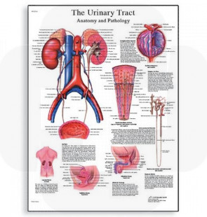 Póster O Trato Urinário - Anatomia e Fisiologia