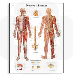 Póster O Sistema Nervoso