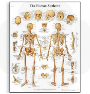 Póster O Esqueleto Humano