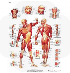 Póster A Musculatura Humana, 50x67cm, Versão Papel