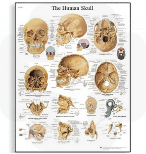Póster O Crânio Humano, 50x67cm, Versão Papel