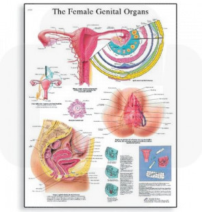 Póster Os órgãos genitais femininos, 50x67cm, Versão Papel