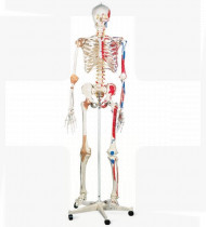 Modelo anatómico Esqueleto Sam A13 - versão de luxo em suporte de metal com 5 rolos
