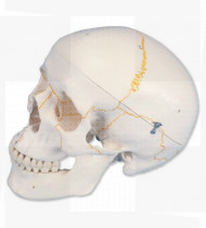 Modelo anatómico Crânio clássico com estruturas numeradas
