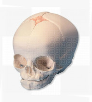 Modelo anatómico Crânio de feto