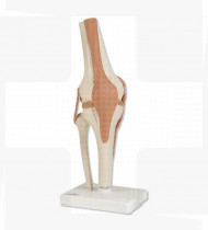 Modelo anatómico Junta funcional do joelho