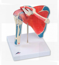 Modelo anatómico Articulação do ombro com mangas de rotores em 5 peças