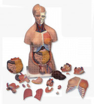 Modelo anatómico Torso de luxo, masculino e feminino em 20 partes