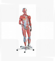 Modelo anatómico Figura muscular masculina e feminina 45 partes