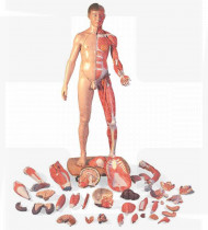 Modelo anatómico Corpo inteiro masculino e feminino com 39 peças