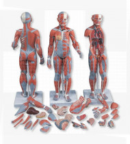 Modelo anatómico Figura muscular masculina e feminina e órgãos internos 33 partes
