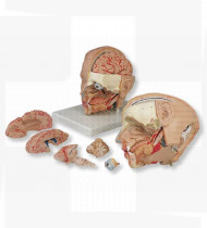 Modelo anatómico Modelo de cabeça de luxo 6 partes