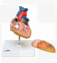 Modelo anatómico Coração clássico 2 partes