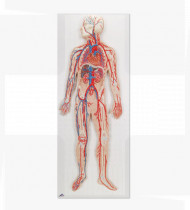 Modelo anatómico Sistema circulatório