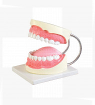 Modelo de higiene oral