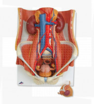 Modelo anatómico Sistema urinário masculino e feminino, 6 partes
