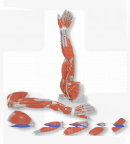 Modelo anatómico Braço com músculos destacáveis 6 partes