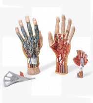 Modelo anatómico Modelo estrutural de Mão 3 Partes